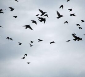 Study: Viruses in cattle more likely to infect birds than humans