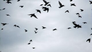 Study: Viruses in cattle more likely to infect birds than humans