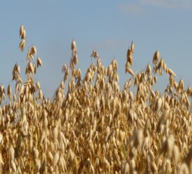 AHDB: Rise in UK’s oat planted area as animal feed demand grows