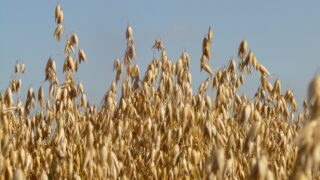 AHDB: Rise in UK’s oat planted area as animal feed demand grows