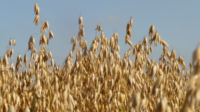 AHDB: Rise in UK’s oat planted area as animal feed demand grows