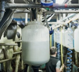 Annual global milk supply now forecast to grow by 1.4% – Ornua