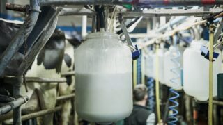 Strong European demand helps UK dairy exports reach £1.1bn in first half of year