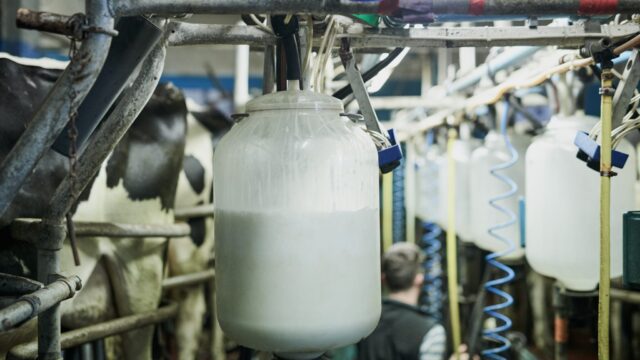 Strong European demand helps UK dairy exports reach £1.1bn in first half of year