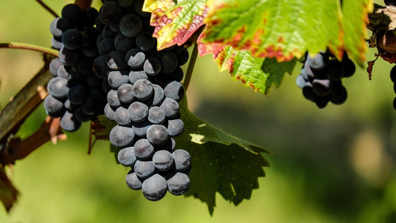 Vineyards can act as firebreaks as wildfire risks increase across Europe