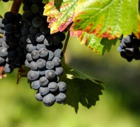 Vineyards can act as firebreaks as wildfire risks increase across Europe