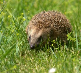 Police appeal for information after hedgehog ‘set alight’