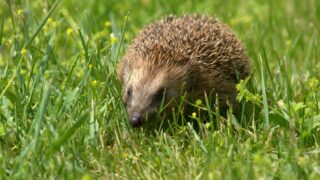 Police appeal for information after hedgehog ‘set alight’