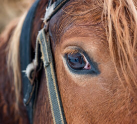 DAERA announces changes to animal transport policy for shows