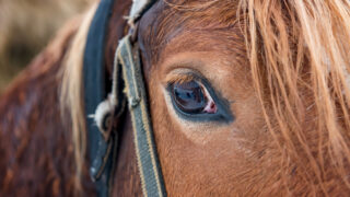 DAERA announces changes to animal transport policy for shows