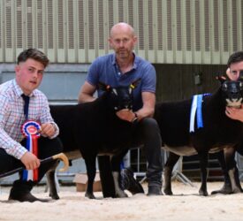 Double champion tops Ballymena export sale at 6,500gns