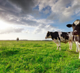 Milk volumes continue to increase in Northern Ireland