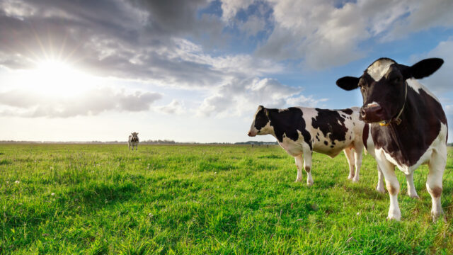 Milk volumes continue to increase in Northern Ireland
