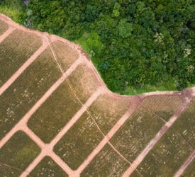 Study: Impact of deforestation for farming worse than thought