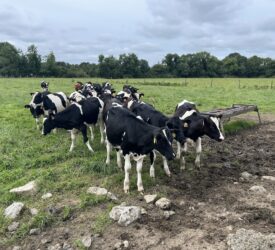 Weighing and monitoring your replacement heifer calves