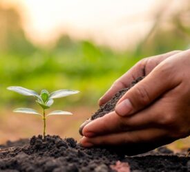 DAERA extends deadline for soil health scheme