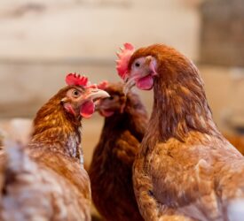 UFU: Strict biosecurity ‘essential’ after confirmed bird flu case