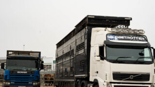 Extra border checks on live animal imports to UK cancelled