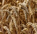 AHDB: Global wheat prices remain under pressure