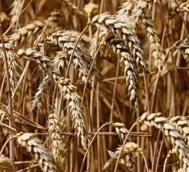 AHDB: Global wheat prices remain under pressure