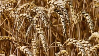 AHDB: Global wheat prices remain under pressure