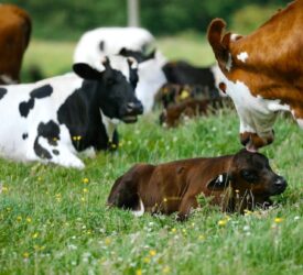 Cow-with-calf initiative shows how things can be done differently