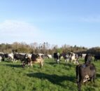 20 NI farms signed up to new initiative to reduce GHG emissions