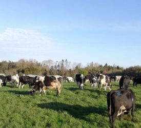 20 NI farms signed up to new initiative to reduce GHG emissions