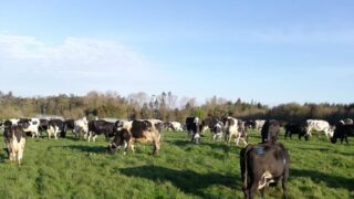 20 NI farms signed up to new initiative to reduce GHG emissions