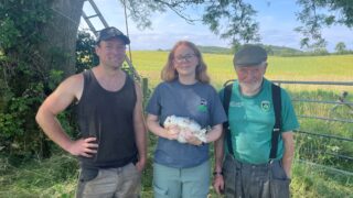 Barn owls breed successfully on Down farm for third year running