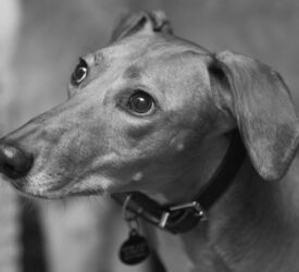 Survey: Fewer than 1 in 14 people think pet grief is taken seriously