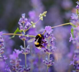 Muir: Over £4.6m approved under nature friendly farming scheme