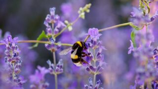 Muir: Over £4.6m approved under nature-friendly farming scheme