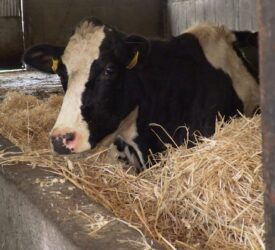 Ensuring milk fever is not an issue for autumn calving cows