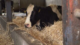 Ensuring milk fever is not an issue for autumn calving cows