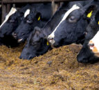 Ensuring adequate minerals & feed to drive winter milk performance