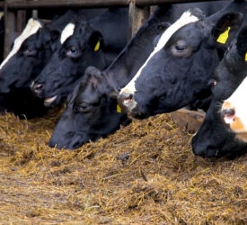 Ensuring adequate minerals & feed to drive winter milk performance