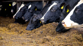 Ensuring adequate minerals & feed to drive winter milk performance