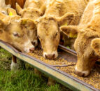 UK compound feed supplies expected to come under pressure