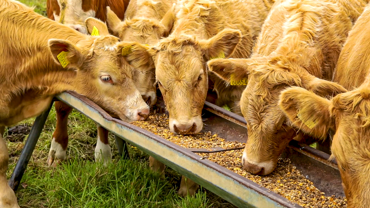UK compound feed supplies expected to come under pressure