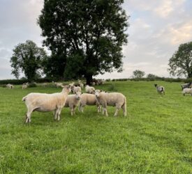 Minister Muir urged to launch NI sheep scheme at ‘Love Lamb Week’