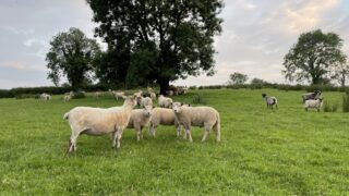 Minister Muir urged to launch NI sheep scheme at ‘Love Lamb Week’