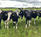 Ensuring that weanling and in-calf heifers are on target