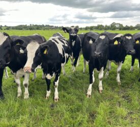 Ensuring that weanling and in-calf heifers are on target