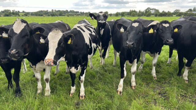 Ensuring that weanling and in-calf heifers are on target