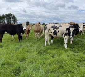 Factory quotes: Further price reductions for Ploughing week