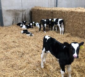 Autumn calving: Preventing pneumonia ahead of calving
