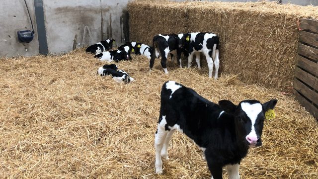 Autumn calving: Preventing pneumonia ahead of calving