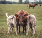 AgriSearch to seek enhanced funding levels