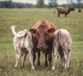 AgriSearch to seek enhanced funding levels
